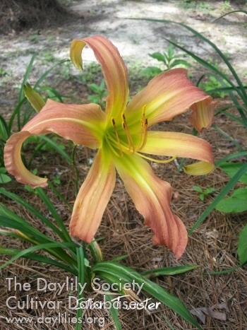 Star Twister AHS image