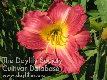 Stately Queen AHS image