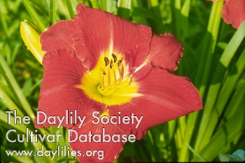 Study in Scarlet AHS image