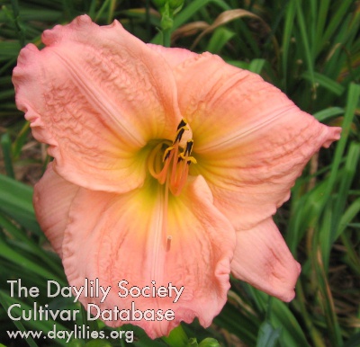 Summer Dawn AHS image