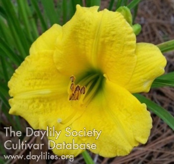 Sweet Pea AHS image