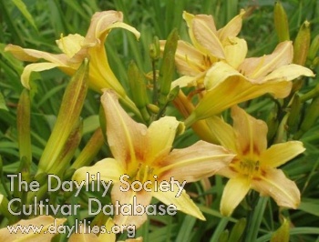 Symphony AHS image