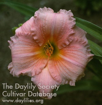 Tahitian Pink AHS image