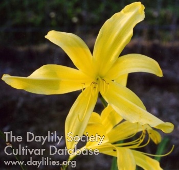 Taruga AHS image