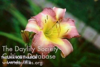 Thelma Von Thaden AHS image