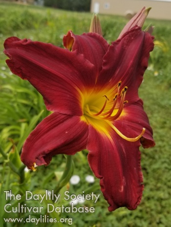 Touch of Class AHS image