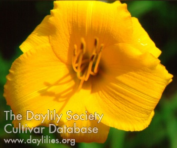 Touched by Midas AHS image