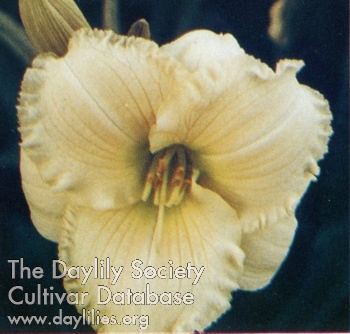 Tropical Doll AHS image