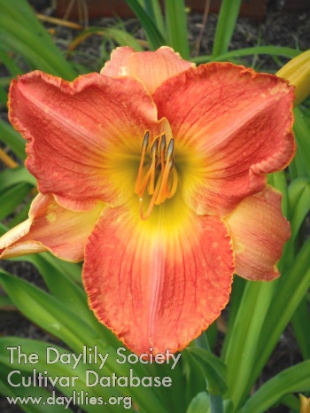 Tropical Spice AHS image