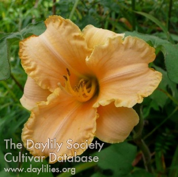 Tropical Toy AHS image