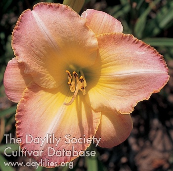 Upper Class Peach AHS image