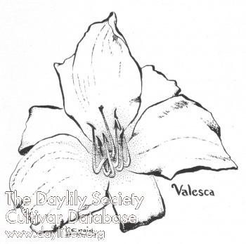 Valesca AHS image