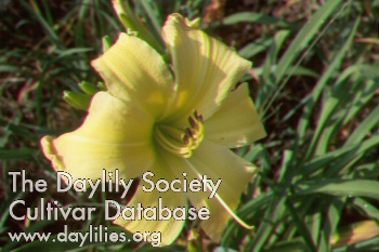 Valley Monster AHS image