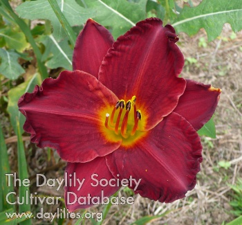 Velvet Cape AHS image