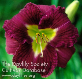 Velvet Curtsy AHS image