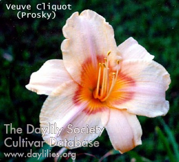Veuve Cliquot AHS image