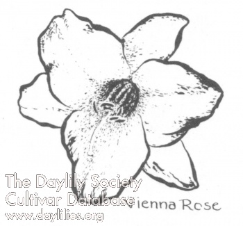 Vienna Rose