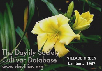 Village Green AHS image