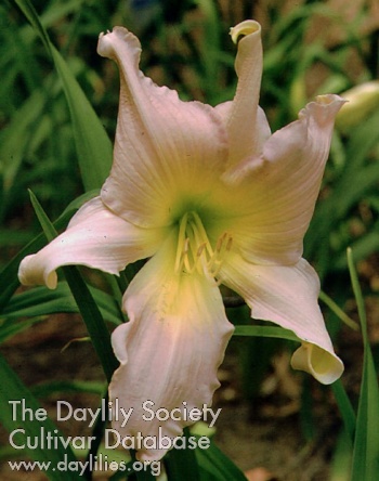 Virginia Gada AHS image