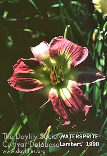 Water Sprite AHS image
