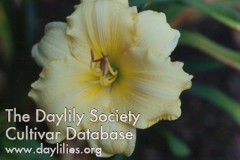 Whistling Dixie AHS image