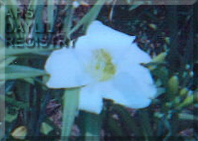 White Lady