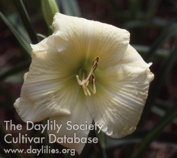 White Pansy AHS image