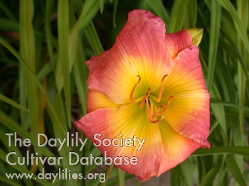 Wild Ginger AHS image