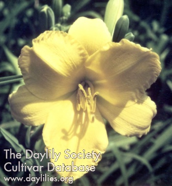 William Dill AHS image