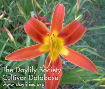 Windmill