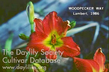Woodpecker Way AHS image