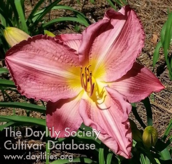 Yazoo Lavender Rose AHS image