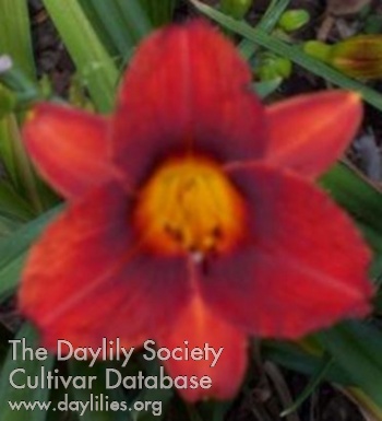 Yazoo Scarlet O'Hara AHS image