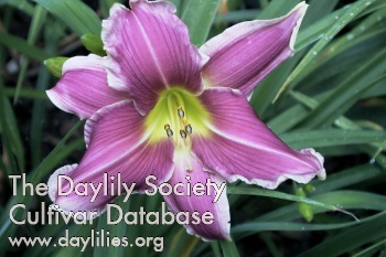 Yazoo Wild Violet AHS image