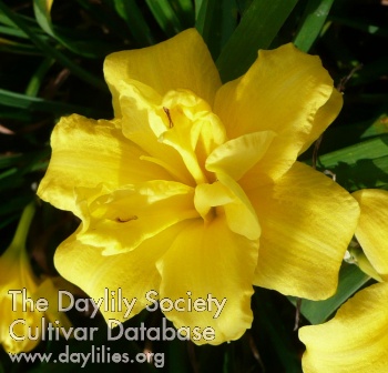 Yellow Bouquet