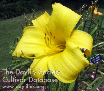 Yellow Champagne AHS image