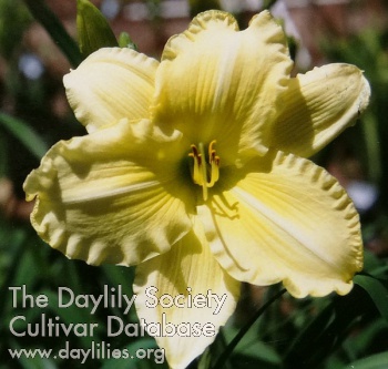 Yellow Curlicue AHS image