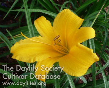 Yellow Gold Joy AHS image