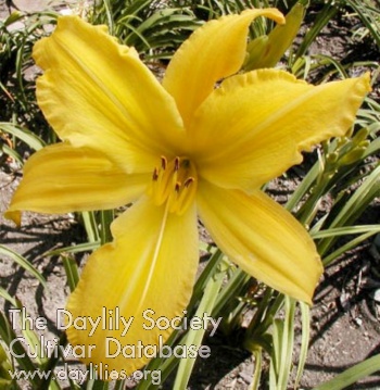 Yellow Mammoth AHS image