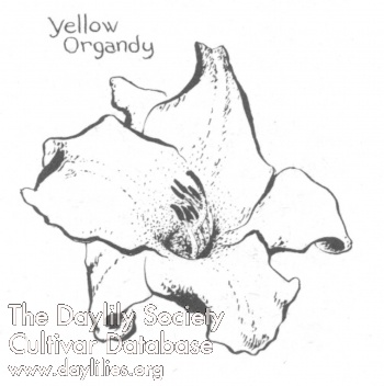 Yellow Organdy AHS image