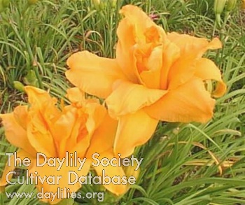 Yellow Petticoats