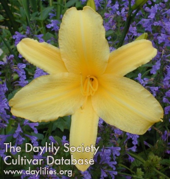 Yellow Pinwheel AHS image