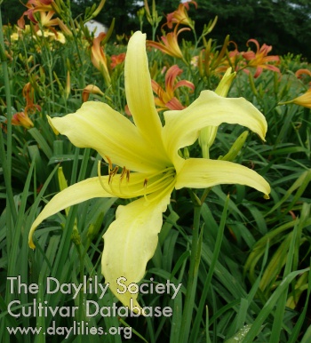 Yellow Ribbon AHS image