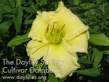 Yellow Tutu AHS image