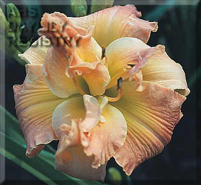 Ambrosian Rhapsody AHS image