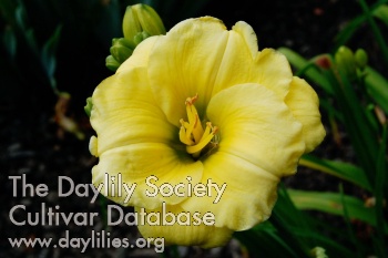 Brookwood Esmeralda AHS image