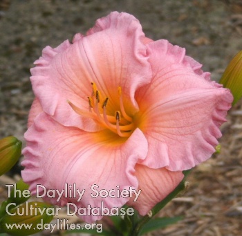Brookwood Isabella AHS image