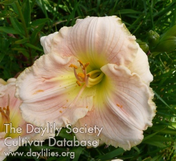 Brookwood Pink Blush AHS image