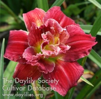 Corryton Red Double