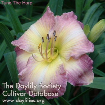 Tune the Harp AHS image